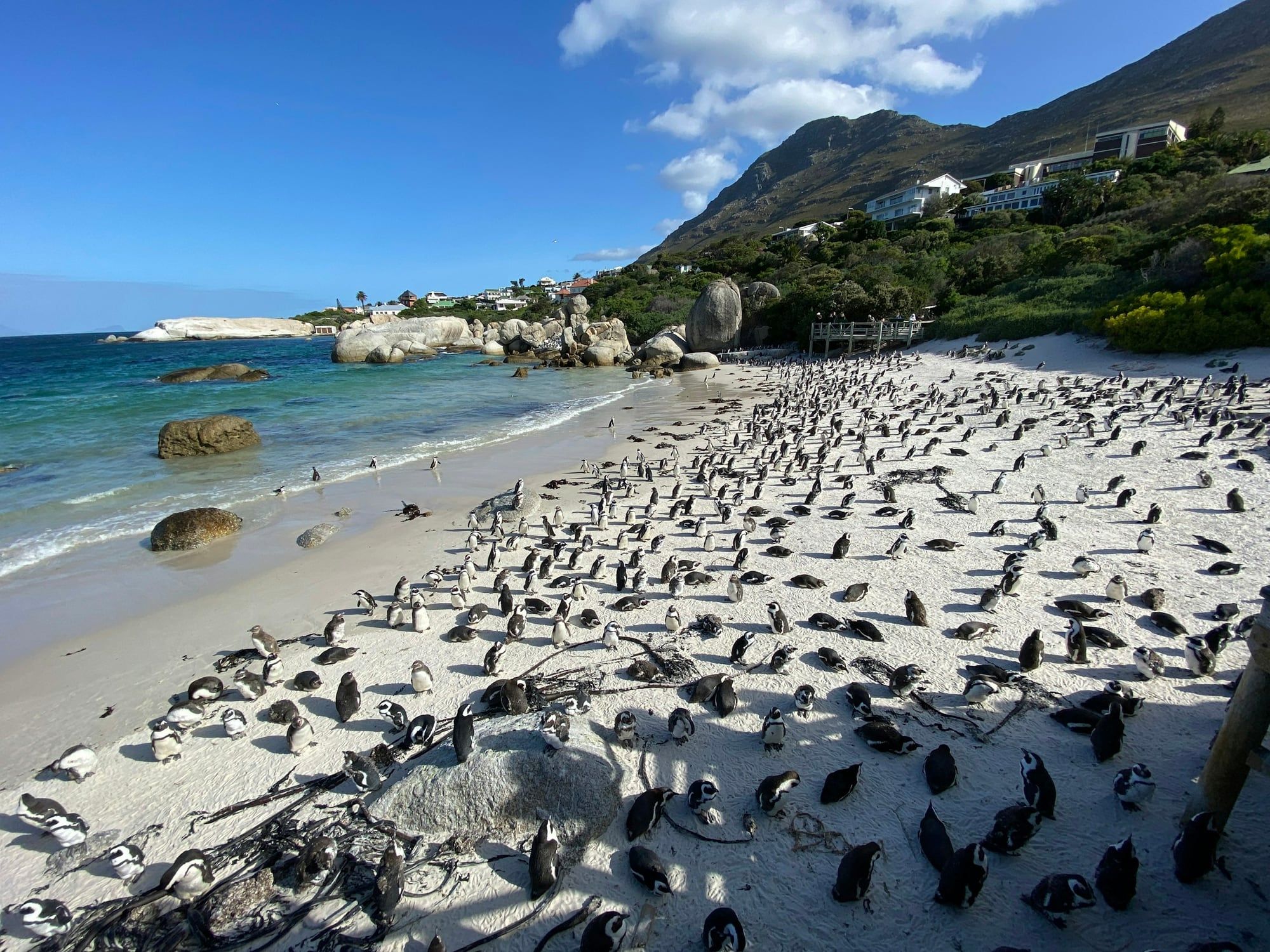 Een kolonie Afrikaanse pinguïns op het witte zand van Boulders Beach