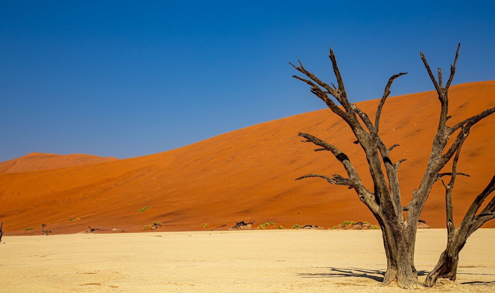 Een versteende kameeldoornboom voor een oranje duin in Deadvlei