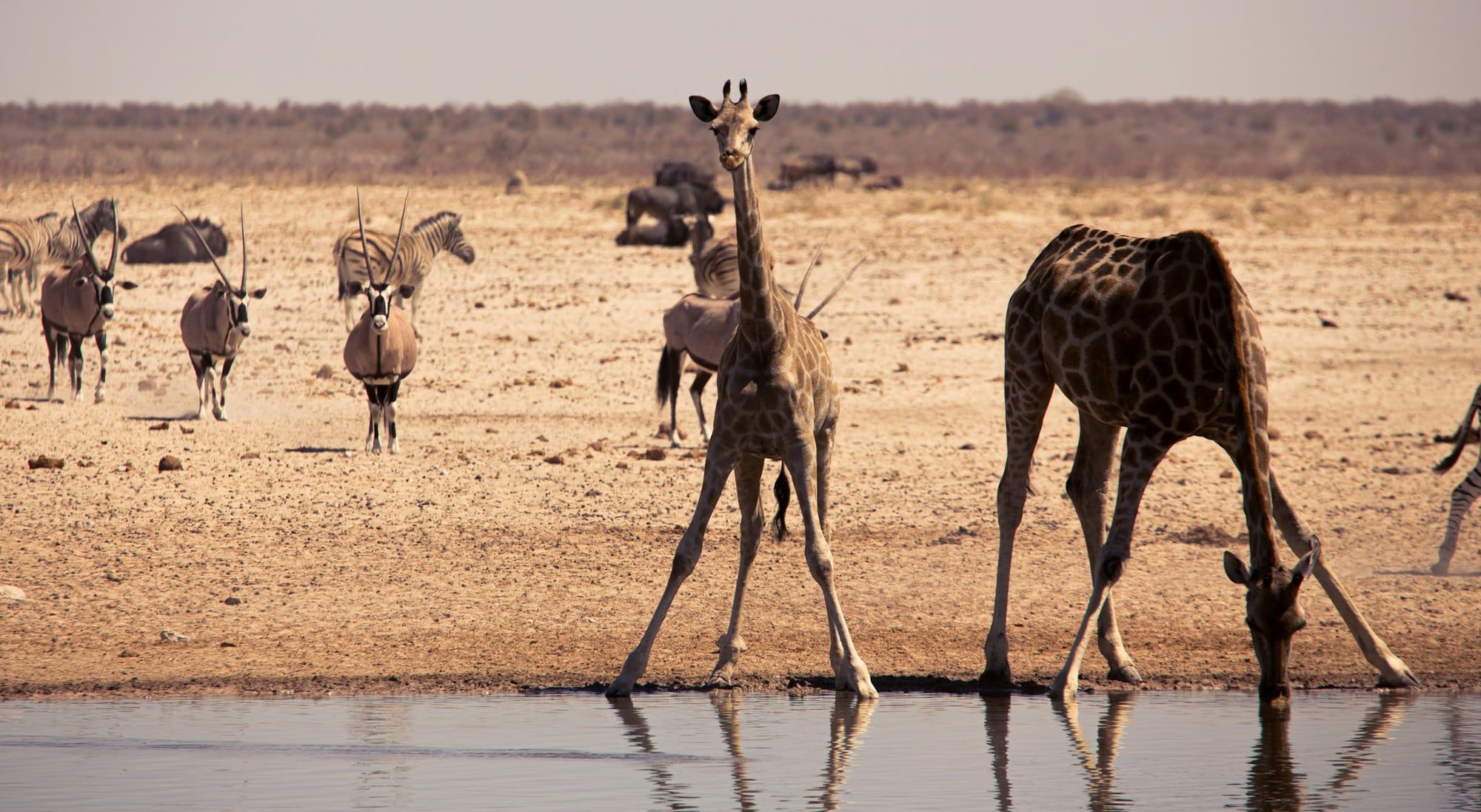 Giraffen, zebra’s en oryxen drinken bij een waterpoel in Etosha