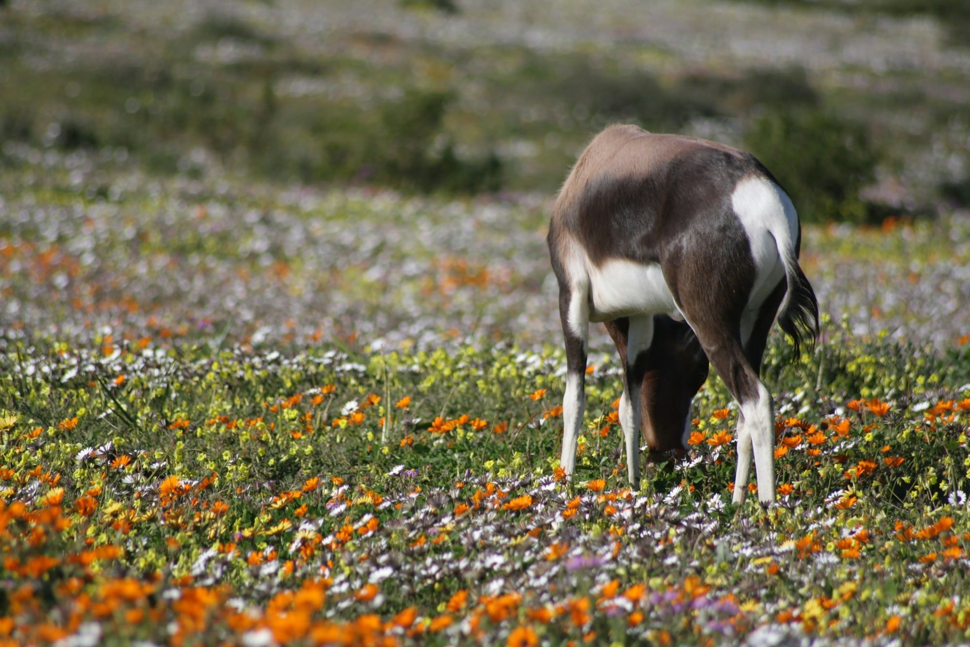 Een blesbok graast tussen bloeiende Namaqualand-madeliefjes