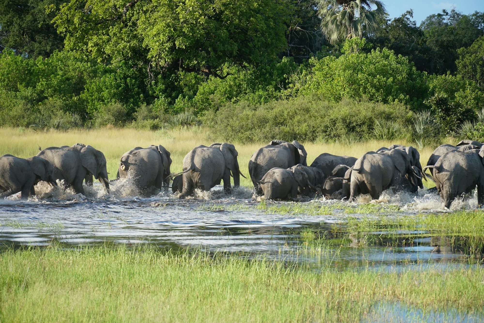 Een kudde olifanten steekt een rivier over in de Okavangodelta